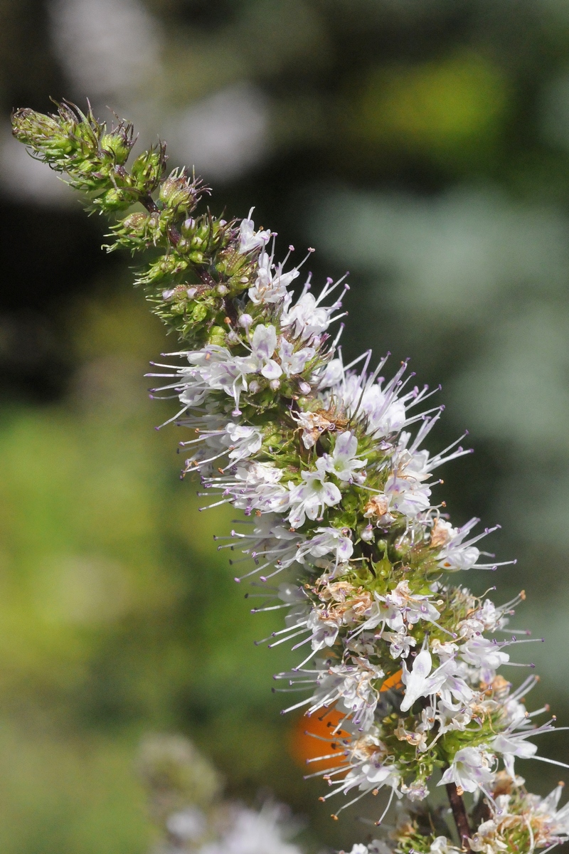 Image of Mentha &times; piperita specimen.