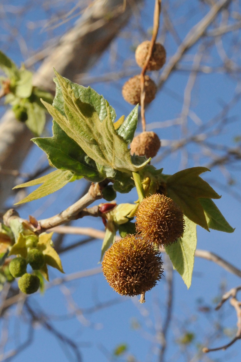 Image of Platanus racemosa specimen.