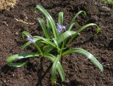 Scilla messeniaca