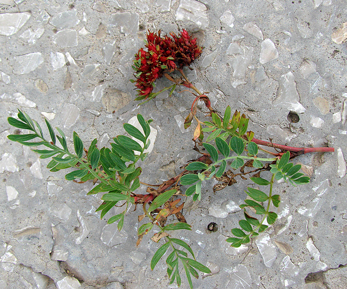 Image of Potentilla semiglabra specimen.