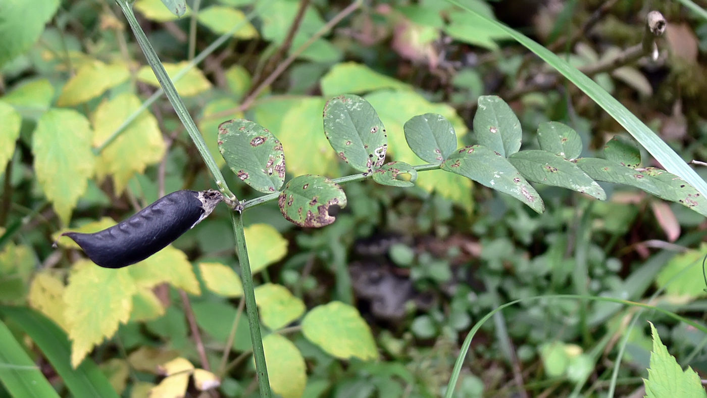Изображение особи Vicia sepium.
