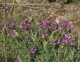 Astragalus ceratoides