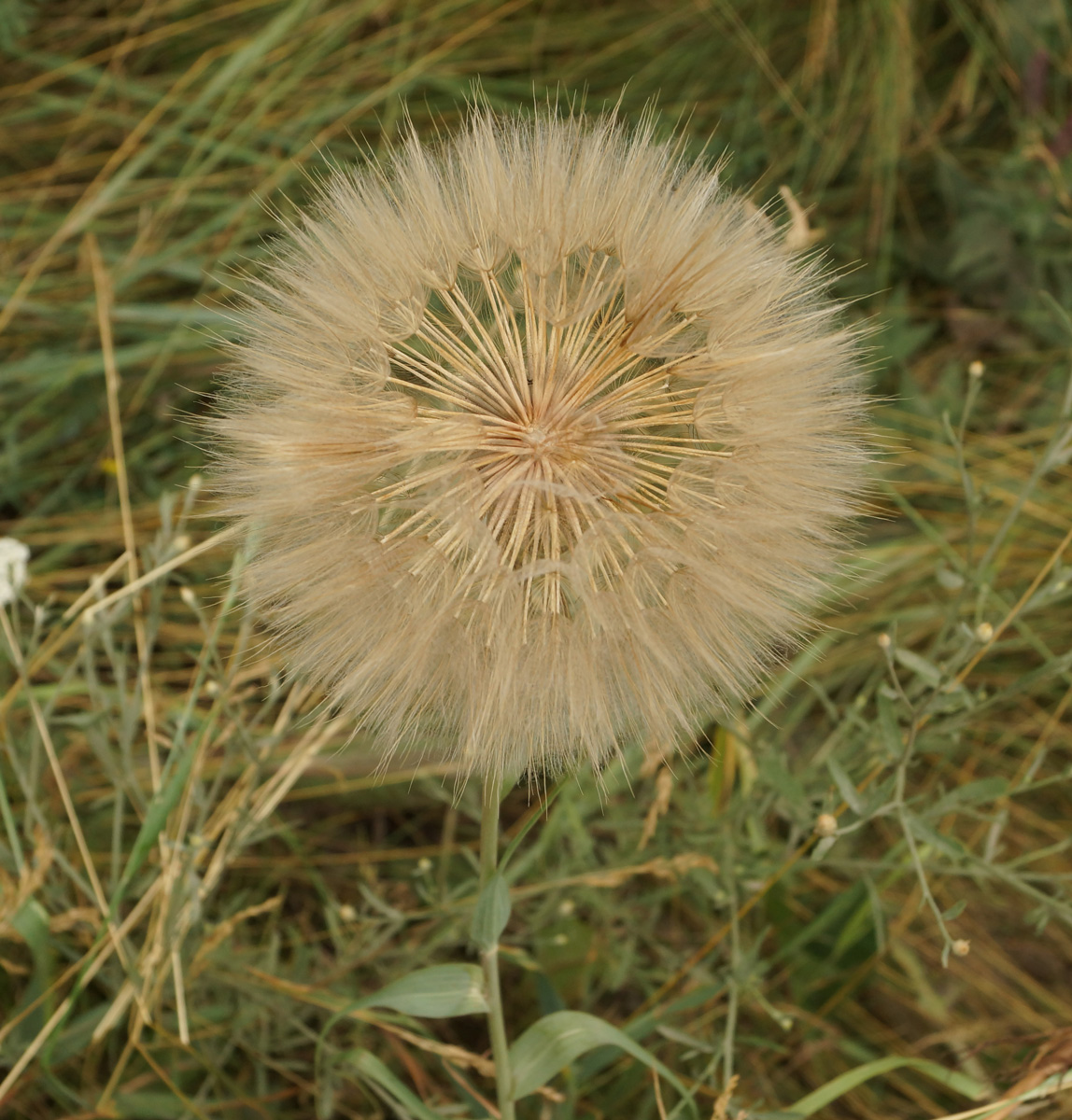 Image of Tragopogon capitatus specimen.