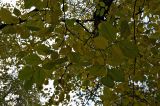 Ulmus laevis. Ветвь с листьями в осенней окраске; видна листовая мозаика. Новосибирск. 27.09.2009.