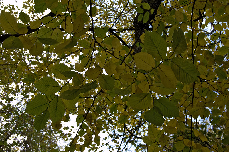 Image of Ulmus laevis specimen.