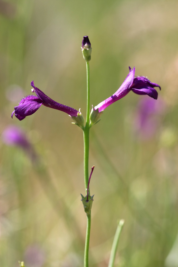 Изображение особи Dodartia orientalis.