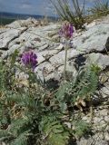 Oxytropis uralensis