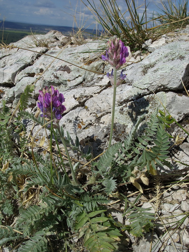 Изображение особи Oxytropis uralensis.