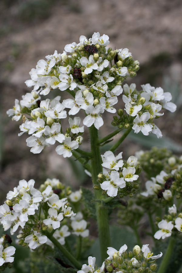 Изображение особи Crambe kotschyana.