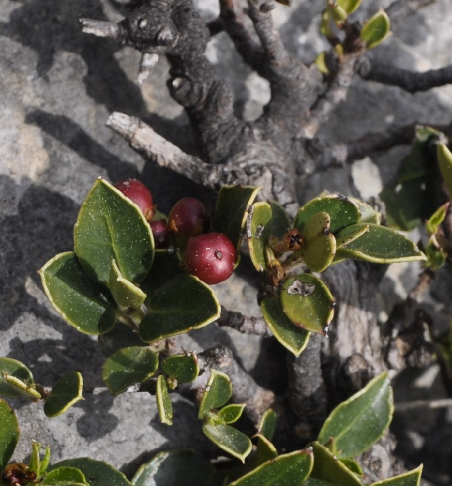 Image of Rhamnus alaternus specimen.