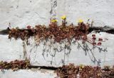 Oxalis corniculata. Цветущее растение. Краснодарский край, г. Краснодар, в кладке цоколя дома. 08.04.2016.