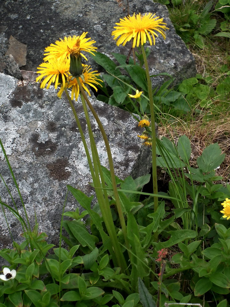 Изображение особи род Taraxacum.