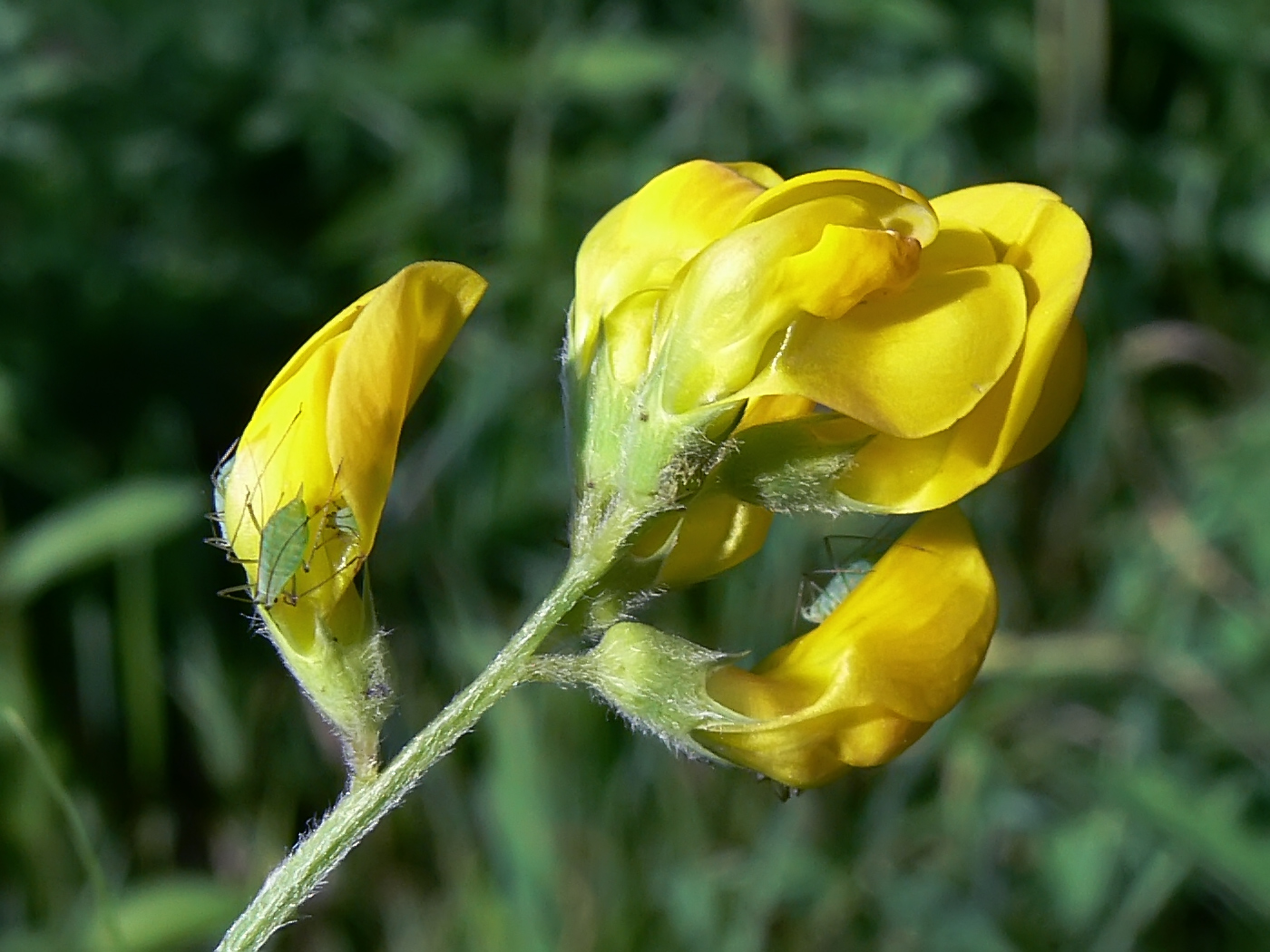 Изображение особи Lathyrus pratensis.