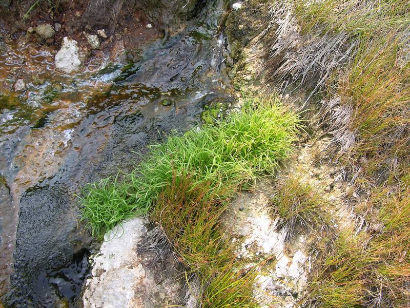 Image of Fimbristylis ochotensis specimen.