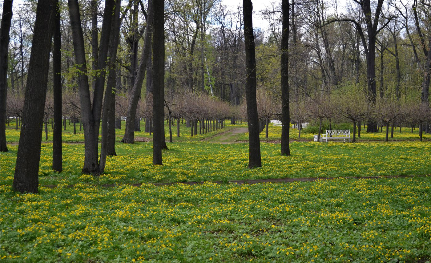 Изображение особи Anemone ranunculoides.