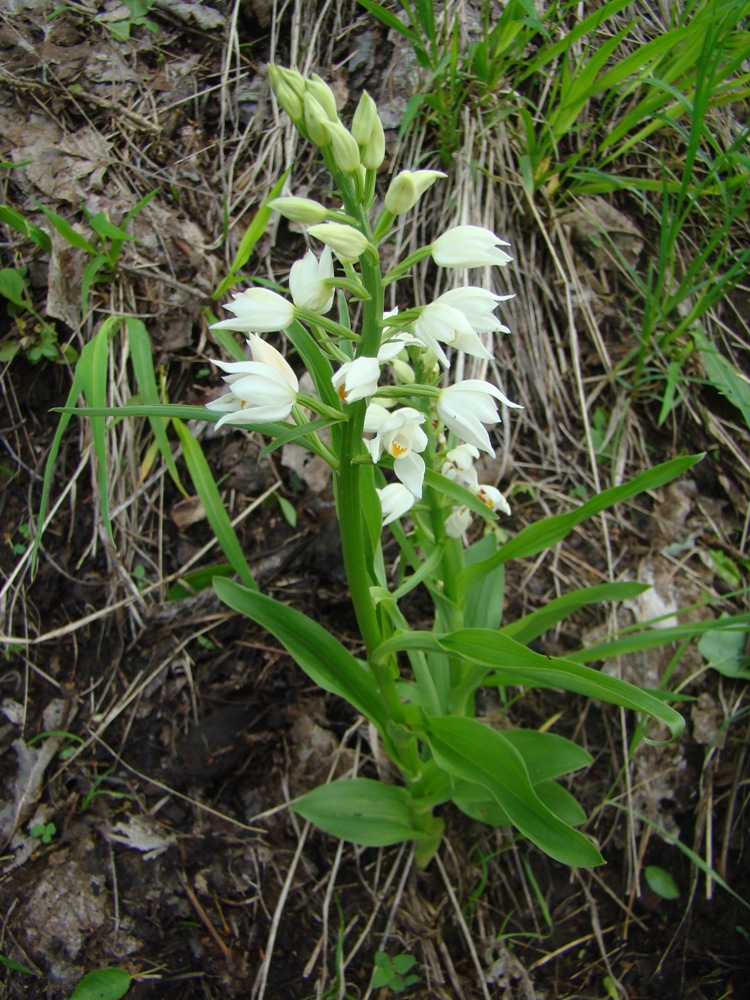 Image of Cephalanthera longifolia specimen.