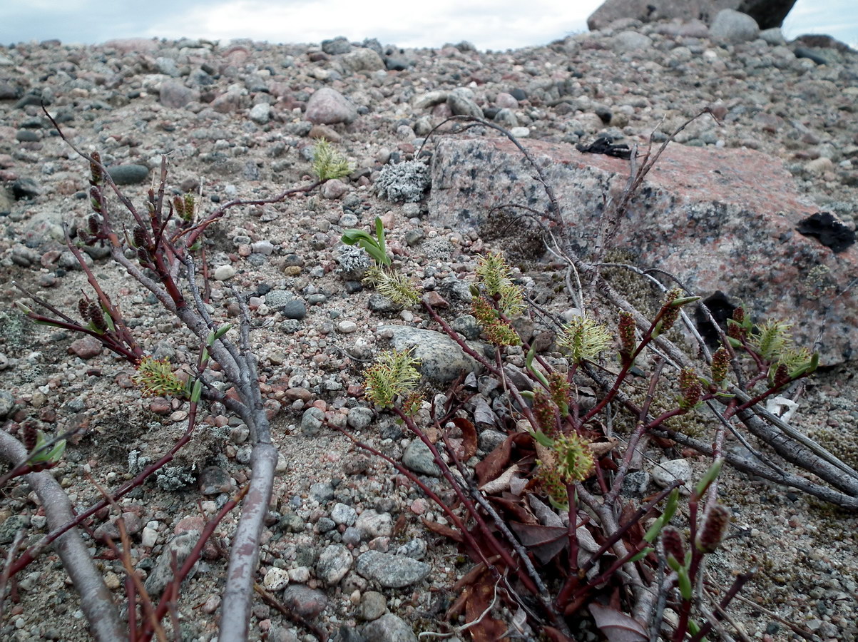 Image of genus Salix specimen.