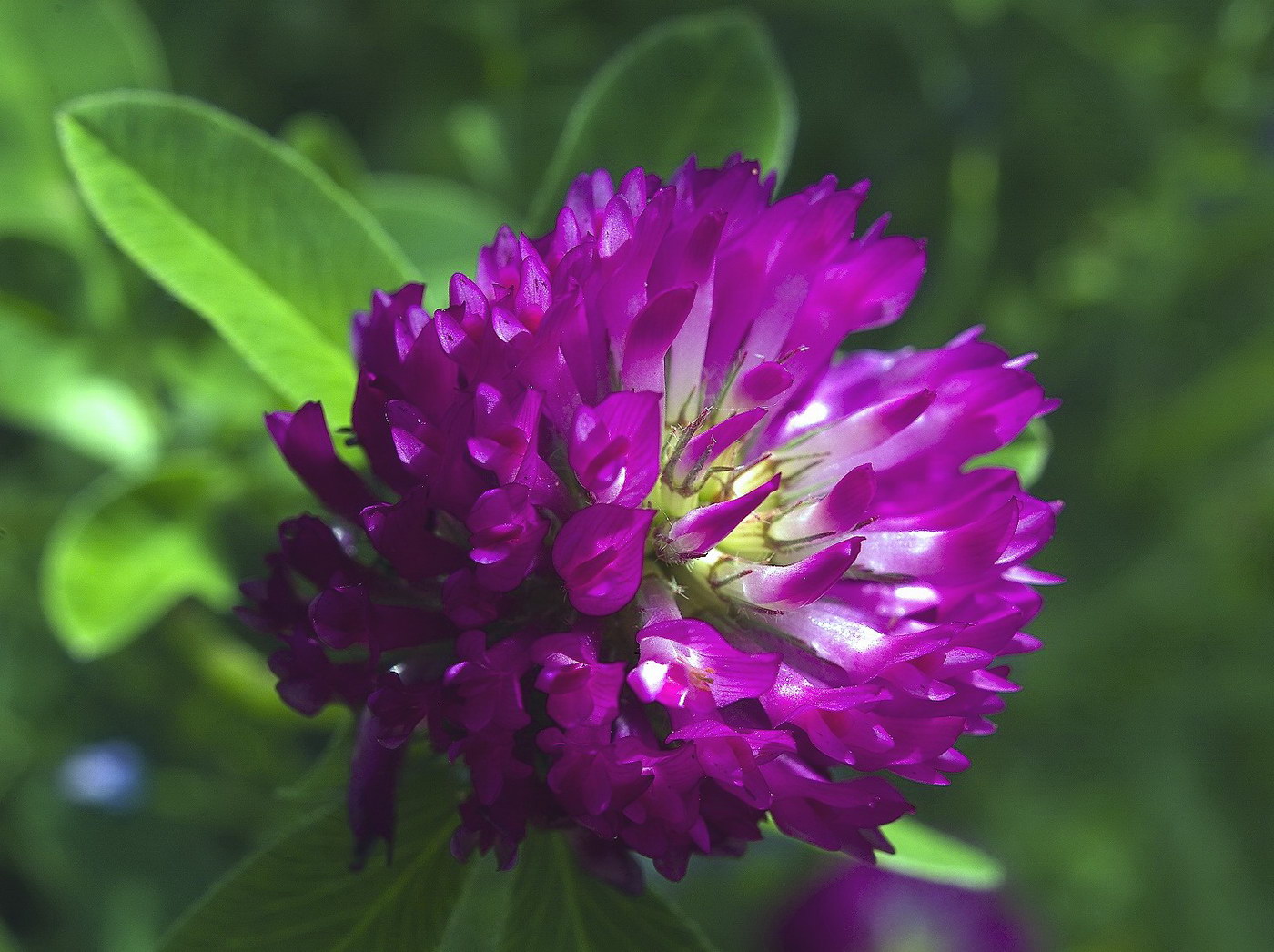 Image of Trifolium medium specimen.