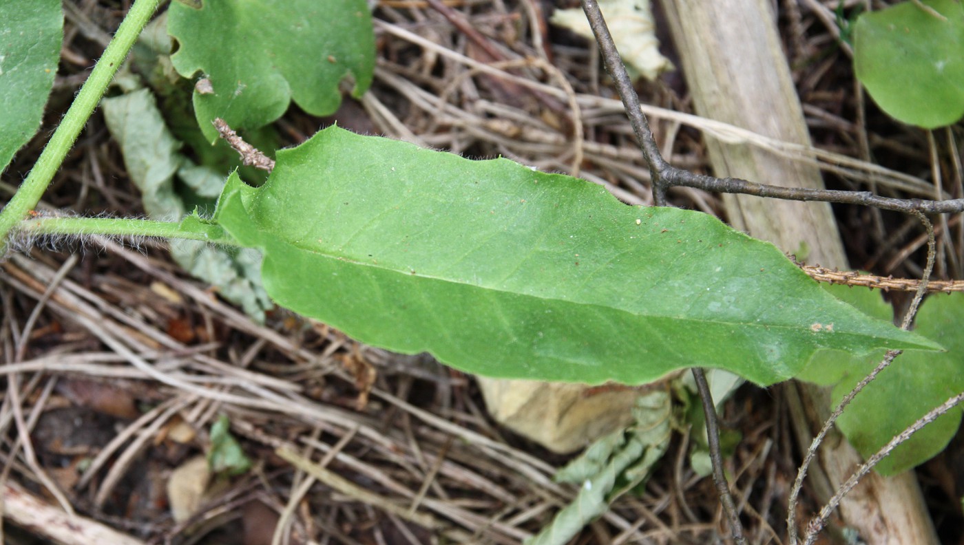 Изображение особи Hieracium pellucidum.