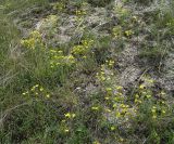 Linum ucranicum