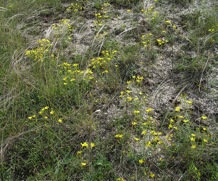 Image of Linum ucranicum specimen.