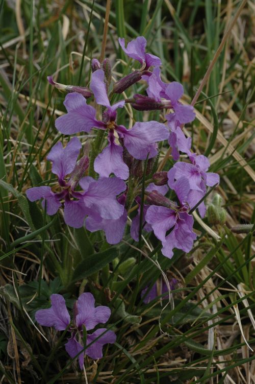 Image of Parrya lancifolia specimen.