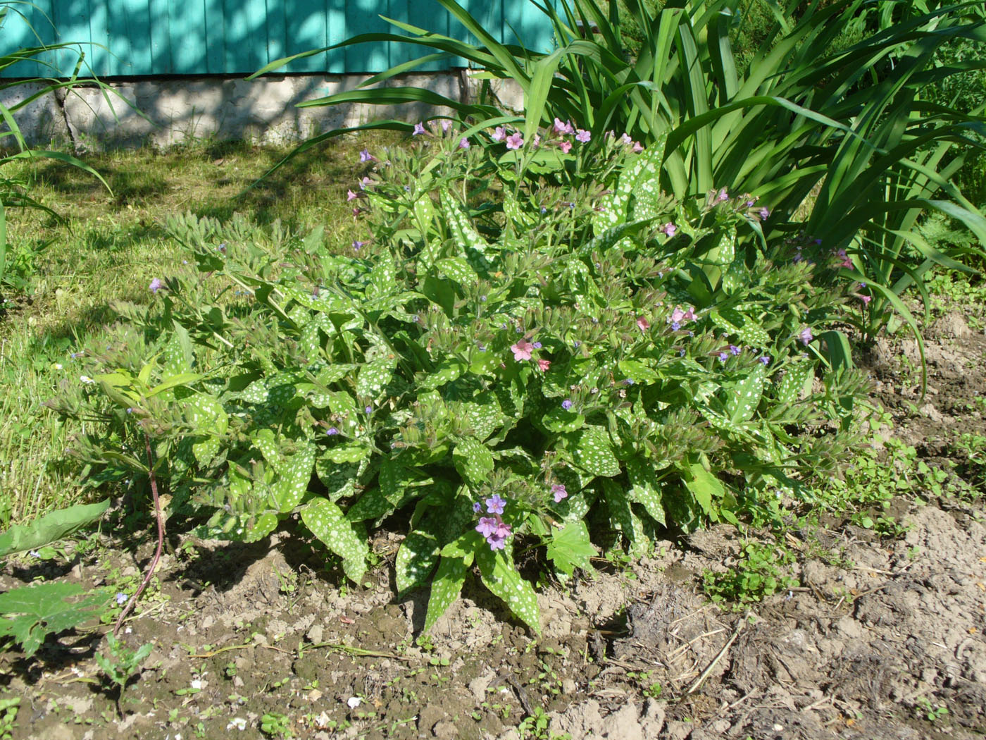 Изображение особи Pulmonaria saccharata.