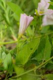 Convolvulus arvensis