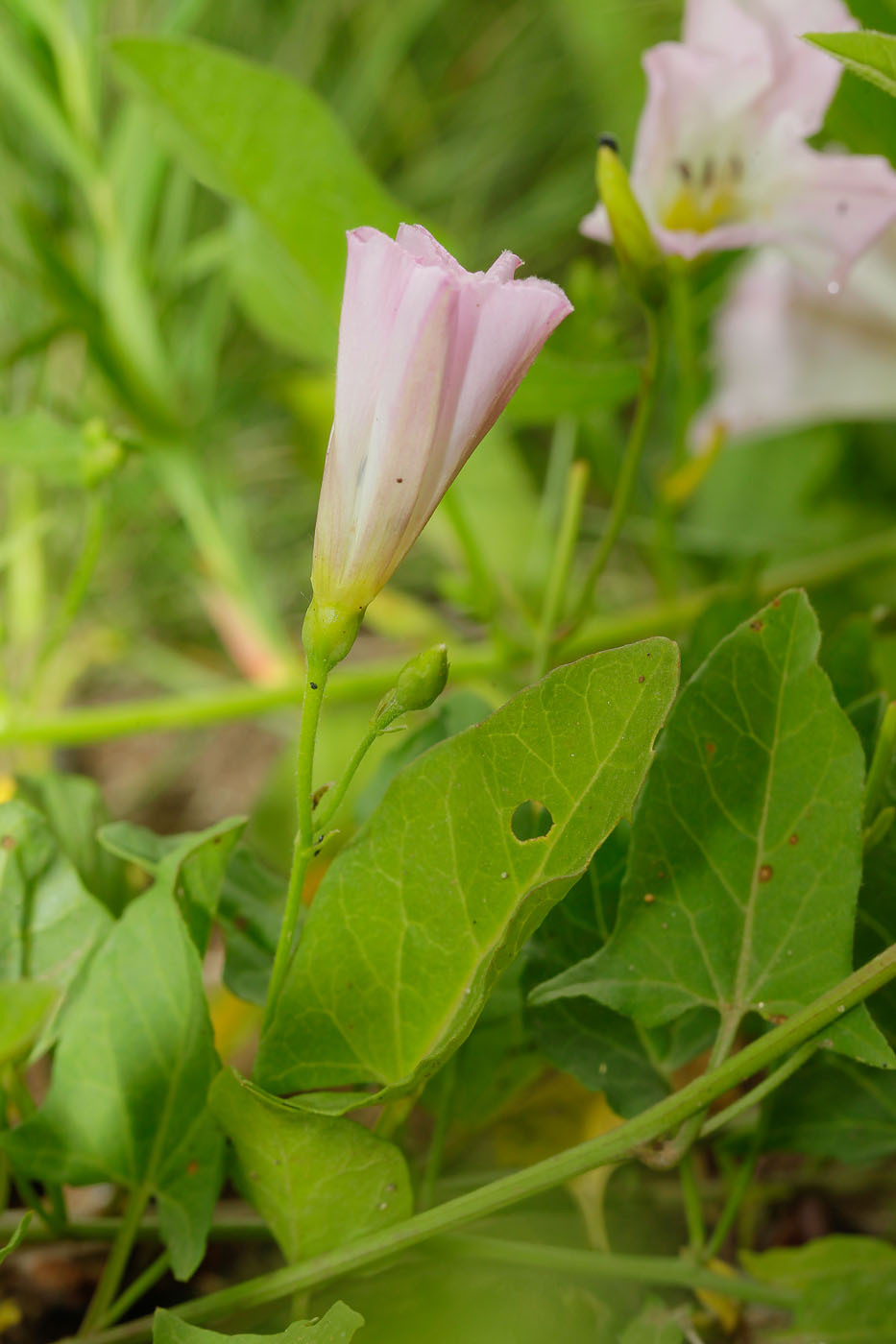 Image of Convolvulus arvensis specimen.