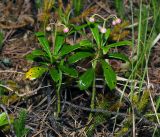 Chimaphila umbellata. Цветущие растения. Владимирская обл., Ковровский р-н, окр. дер. Митино, сосновый лес. 25.06.2016.