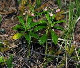 Chimaphila umbellata