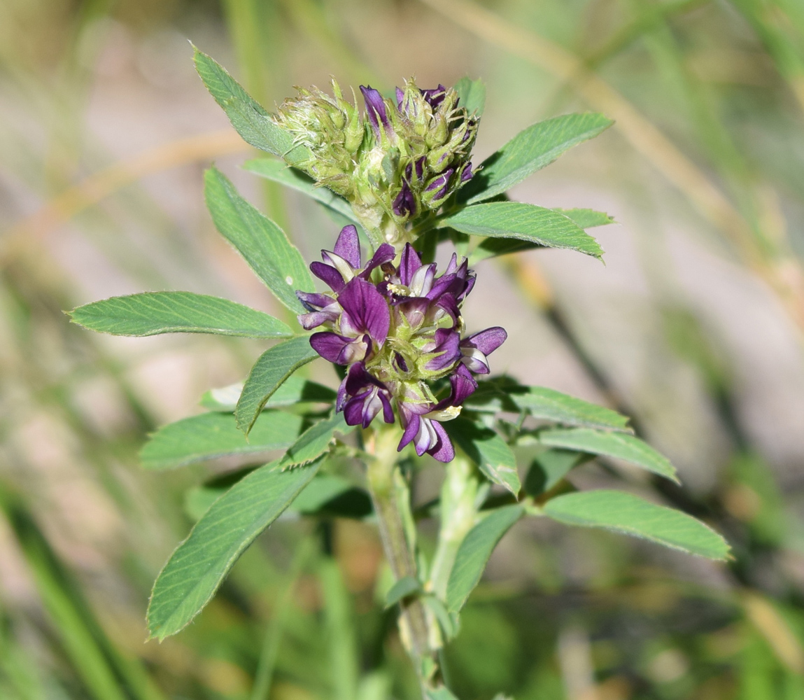 Image of Medicago tianschanica specimen.