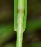 Polypogon monspeliensis