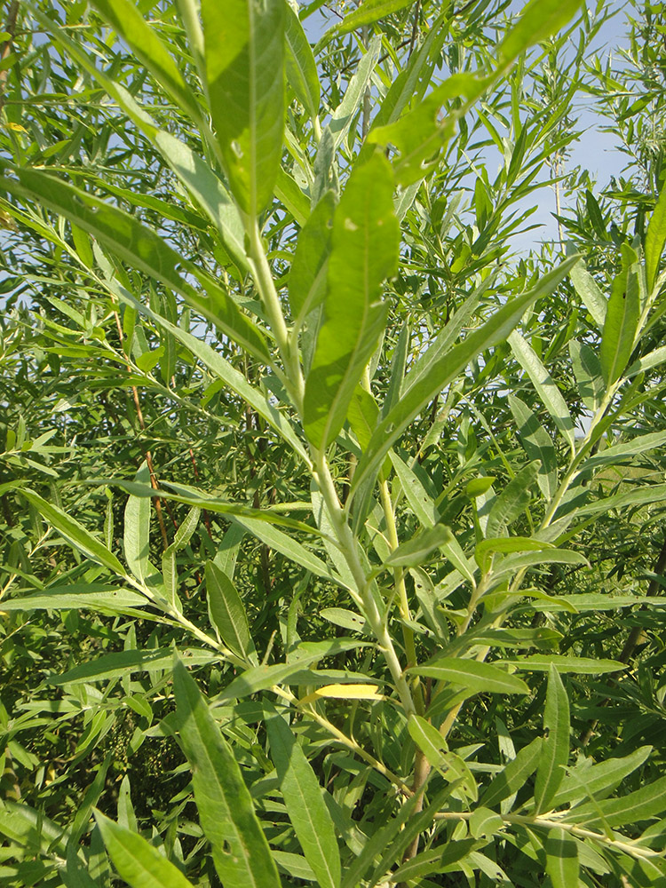 Image of Salix gmelinii specimen.