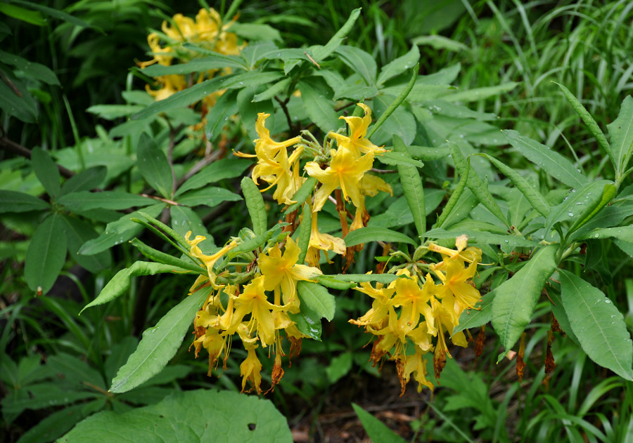 Изображение особи Rhododendron luteum.