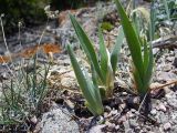 Iris humilis