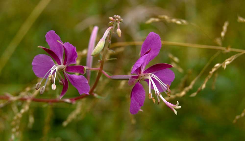 Image of Chamaenerion angustifolium specimen.