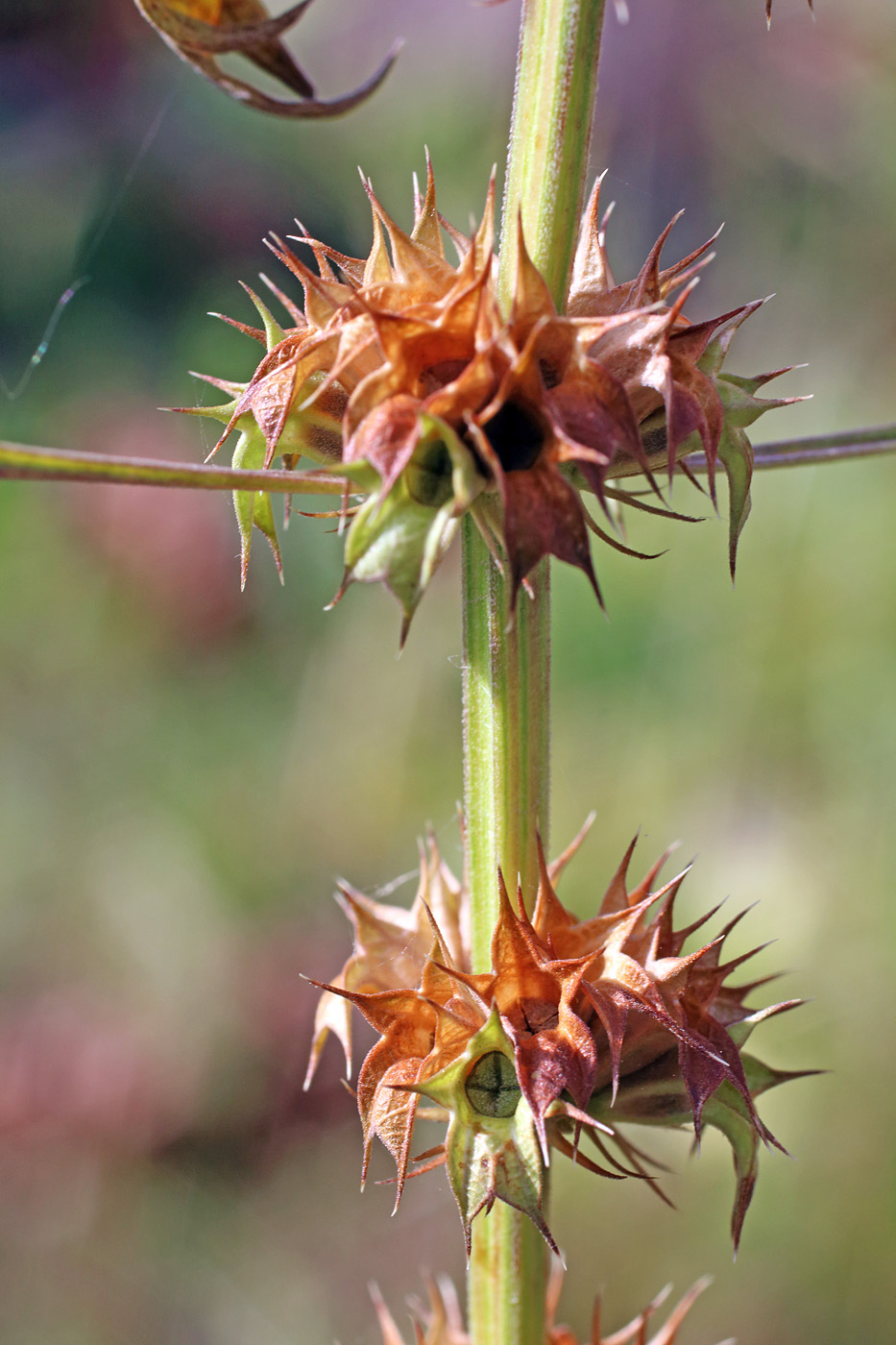 Изображение особи Leonurus turkestanicus.