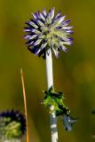 Echinops tataricus. Соцветие. Татарстан, Новошешминский р-н, остепненный луг на увале в окр. села Татарское Утяшкино. 4 июля 2016 г.