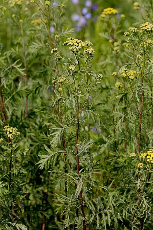 Image of Tanacetum vulgare specimen.