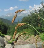 Carex paniculata