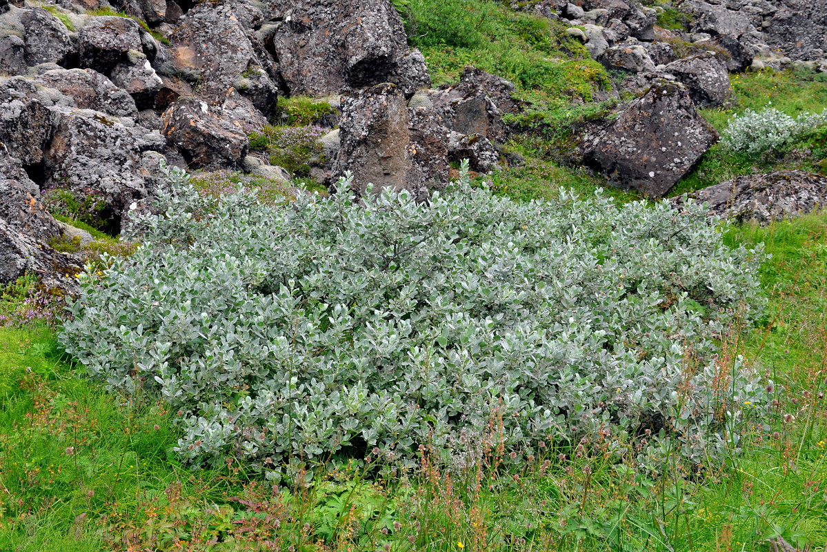 Изображение особи Salix lanata.