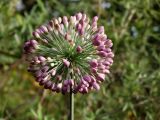 Allium sacculiferum. Соцветие с бутонами. Приморье, окр. г. Находка, сопка Племянник, на вершине, заросли кустарников с одиночными деревьями. 17.09.2016.