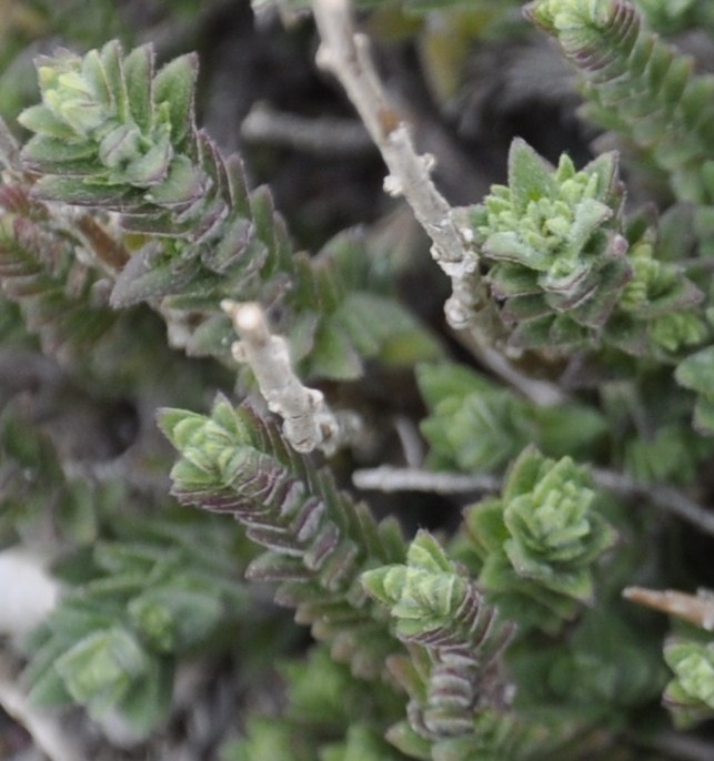 Image of genus Crucianella specimen.