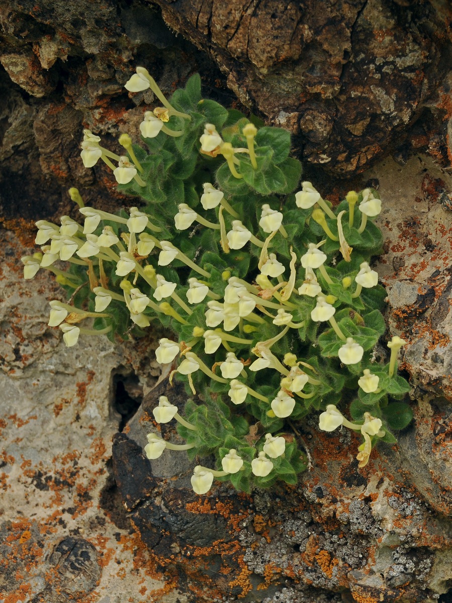 Image of Scutellaria immaculata specimen.