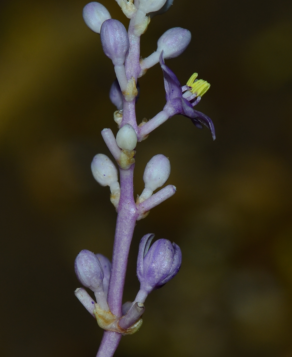 Изображение особи Liriope muscari.