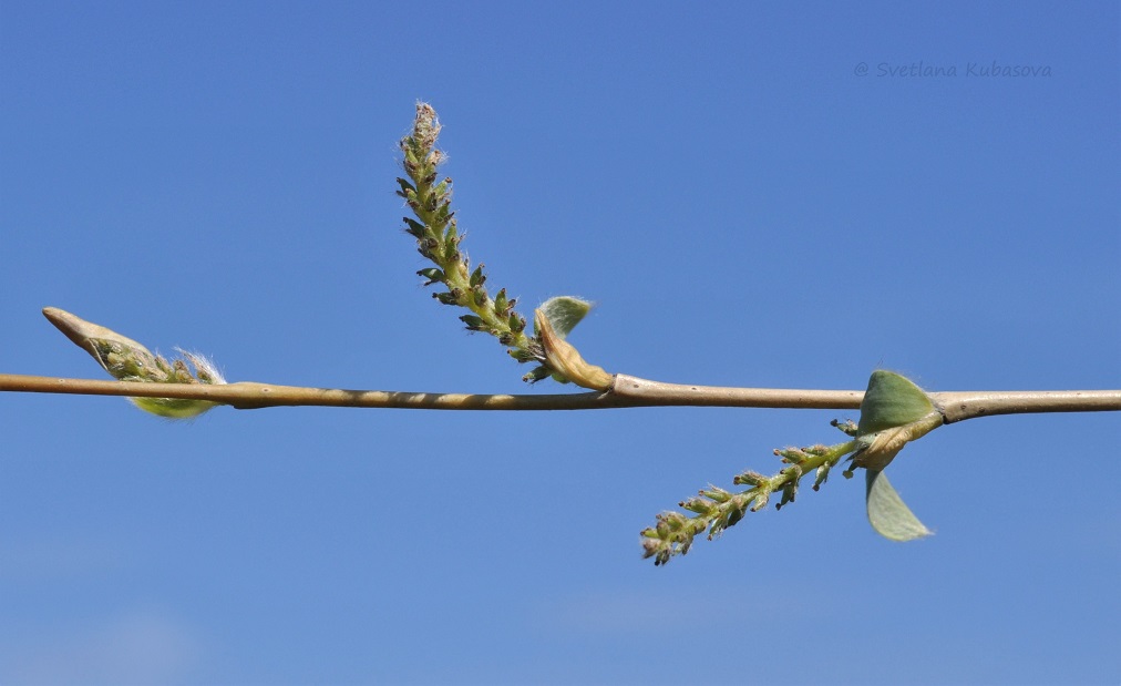 Изображение особи Salix ledebouriana.