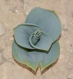 Drimia aphylla