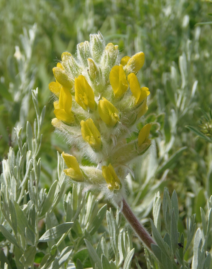 Изображение особи Astragalus dasyanthus.