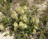 Hedysarum grandiflorum